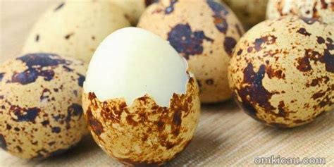 Telur puyuh rebus untuk burung gelatik wingko | OM KICAU