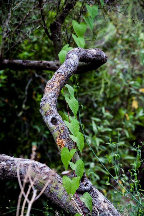 Walking Arizona: Lovely Climbing Vine