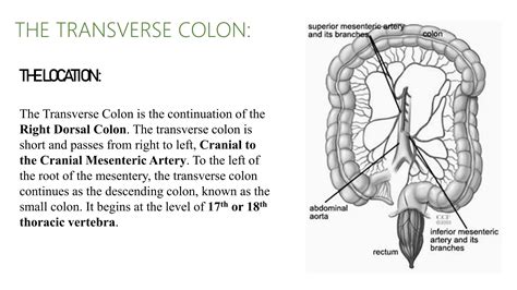 THE TRANSVERSE COLON anatomy bsc nursing | PPT | Free Download