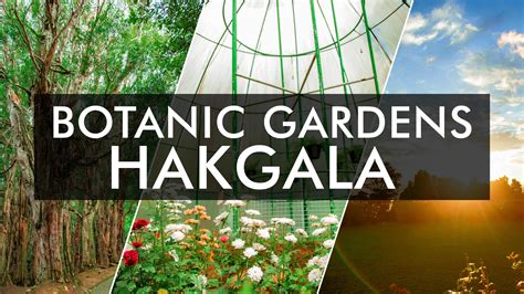 Hakgala Botanic Gardens – Department of National Botanic Gardens