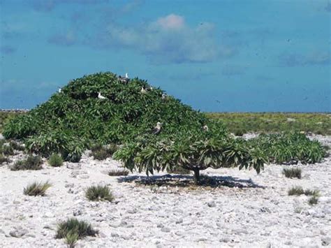 Howland Island | island, Pacific Ocean | Britannica.com