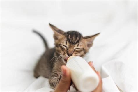 What to Feed a 1 Month Old Kitten - Bottle Feeding and Amount