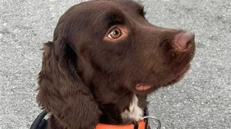 Sniffer dog helps Revenue officers uncover €8.2 million worth of cigarettes during search of ...