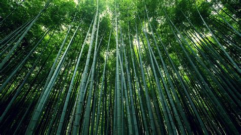 Green trees, bamboo, plants, nature, forest HD wallpaper | Wallpaper Flare