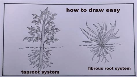 how to draw tap root and fibrous root/tap root system diagram - YouTube