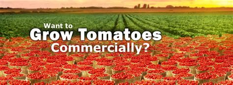 How to Grow Tomatoes Commercially | Kennco Manufacturing