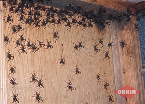 Crickets – Facts & Identification – Orkin.com