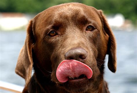 Black, Yellow and Chocolate Lab Names for Your Labrador Retriever | Our Pets, We Love 'Em