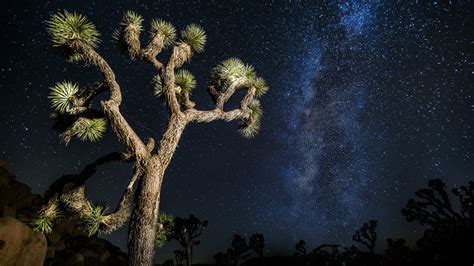 Joshua Tree National Park Welcomes the Night Sky Festival – NBC Los Angeles