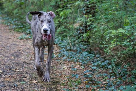 When Do Great Danes Stop Growing? (Growth & Weight Chart) - Great Dane Care