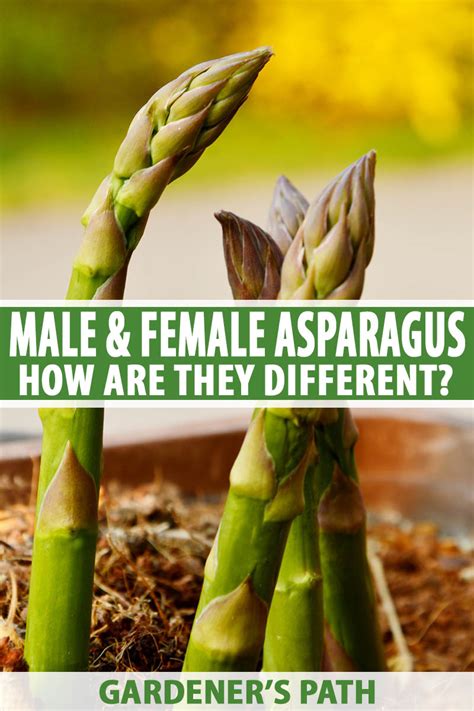 How Are Male & Female Asparagus Plants Different? | Gardener's Path