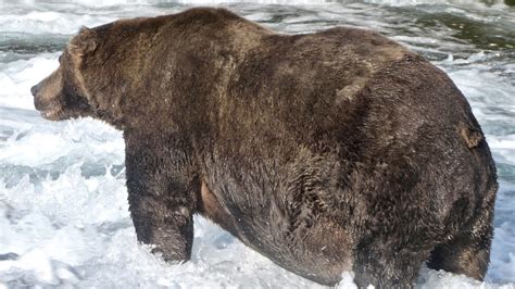 May The Fattest Bear Win: Voting Opens For National Park's Pre ...