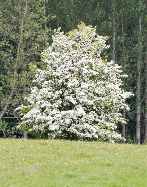 Hawthorn Tree Care – Tips For Growing Hawthorn Plants | Gardens, Plants ...