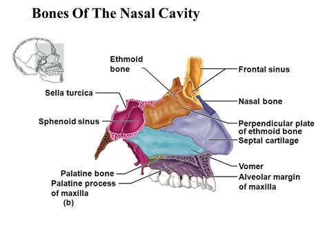 Anatomy Of Nasal Bones - ANATOMY