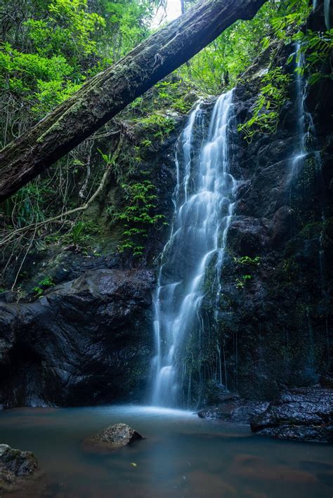 Springbrook National Park, QLD Australia (OC)(4016 × 6016) | Waterfall photography, National ...