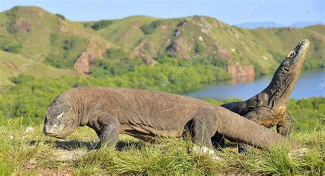 Komodo dragons in natural habitat — Stock Photo © SURZet #169946322