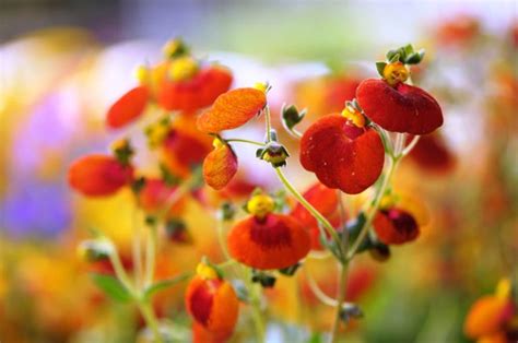 RHS Master Horticulturist Reveals 30 Plants He Recommends For Waterlogged Soil | Horticulture ...