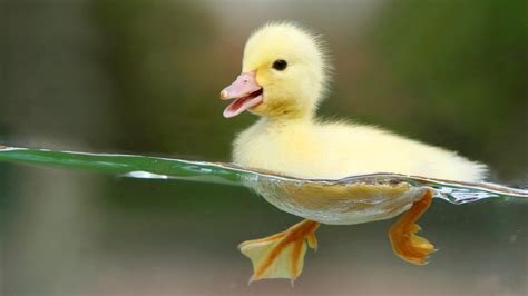 Ducklings wallpaper | 1920x1080 | #74673