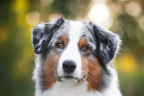 Australian Shepherd Grooming: The Essential Guide