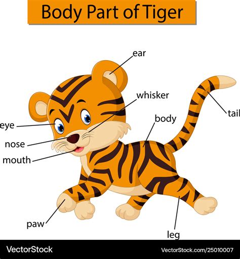 Tiger Body Parts