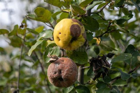 Rotten Apple Quince on the Fruit Tree, Monilia Laxa Infestation Plant Disease Stock Image ...