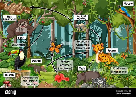 Diagram showing food web in the rainforest Stock Vector Image & Art - Alamy