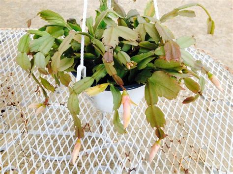 Coffee grounds for Hydrangeas in Coffee, Anyone? - Garden.org