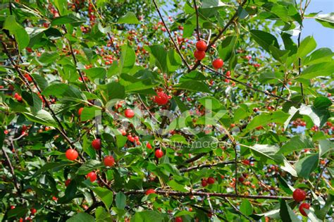 Sour Cherry Tree Stock Photo | Royalty-Free | FreeImages