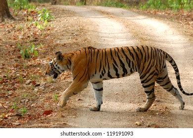 Tiger Walking Forest Stock Photo (Edit Now) 119191093