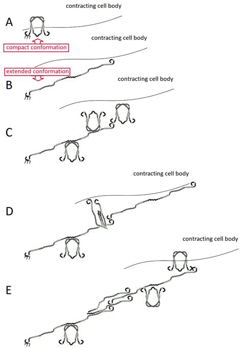 Cells | Free Full-Text | Fibronectin: Molecular Structure, Fibrillar ...