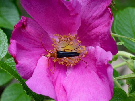 Red Fire Beetle on a rose bud free image download