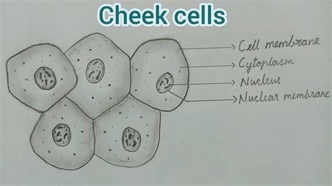 Human Cheek Cells Under A Microscope