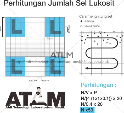 Jumlah Leukosit Normal – newstempo