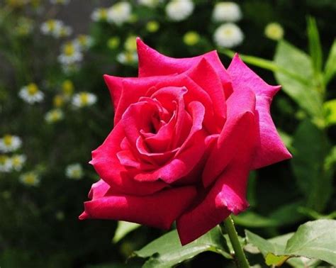 How to grow roses in gardens and pots, including from cuttings and seeds. Rose Bush Care, Rose ...