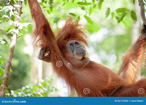 Orangutan in Sumatra stock photo. Image of relaxed, orangutan - 85715504