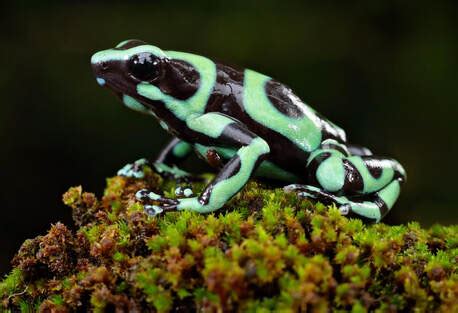 Green and Black Poison Dart Frog - Connecticut's Beardsley Zoo