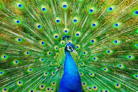 Male Peacocks