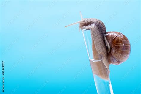 Snail on a chemical test tube on a blue background with space for text ...