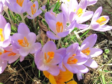 Fall blooming crocuses | Crocus, Bloom, Flowers