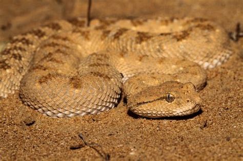 First Aid for Arabian Horned Viper Snake Bite