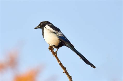 Bird Strike Prevention - San Antonio Window Tinting