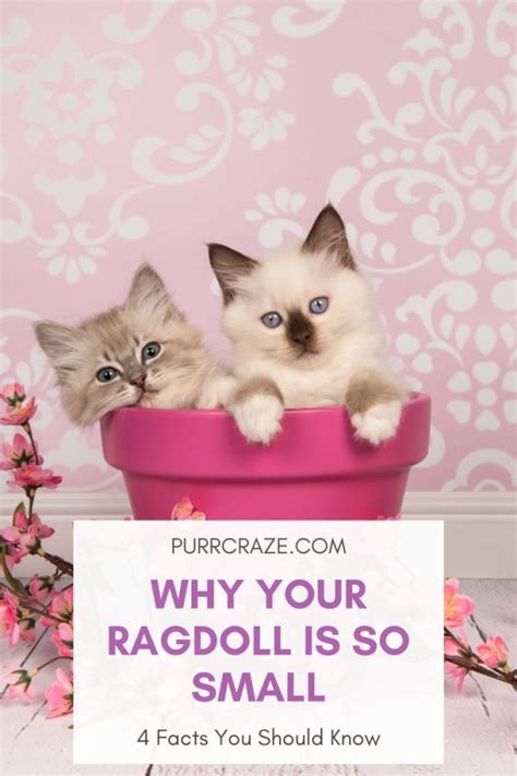 Ragdoll Cat Size Chart