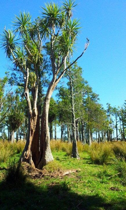 Some native trees Wanganui New Zealand. Photo by Kylie Wetherall New ...