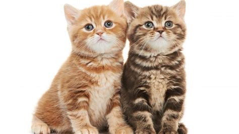 Cute kittens on white background - backiee