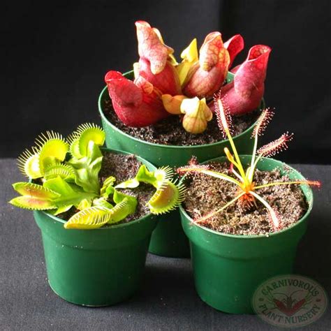 Starter Set — Carnivorous Plant Nursery