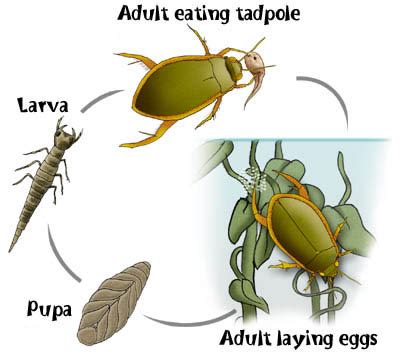 Pond Life Beetles