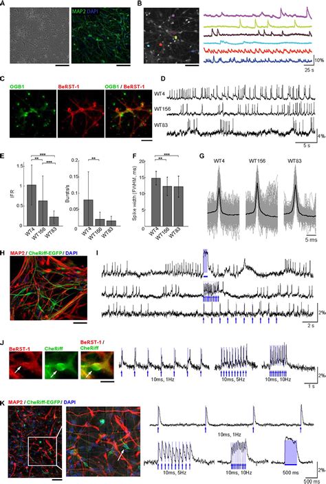 Frontiers | All-Optical Electrophysiology in hiPSC-Derived Neurons With ...