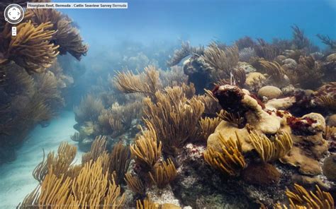 Mashable Features Bermuda Coral Reef Photo - Bernews