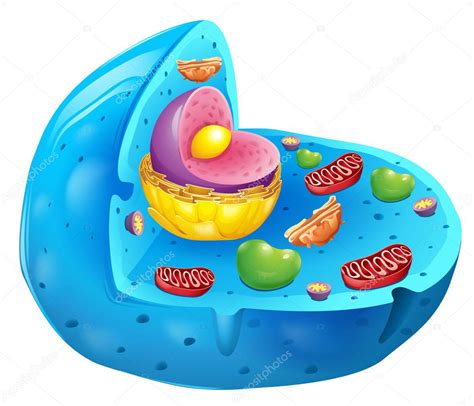 Eukaryotic cell — Stock Vector © blueringmedia #14808693