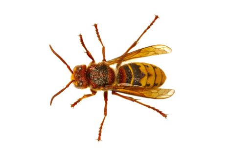 Hornet Anatomy | Exoskeleton & Parts Of A Hornet